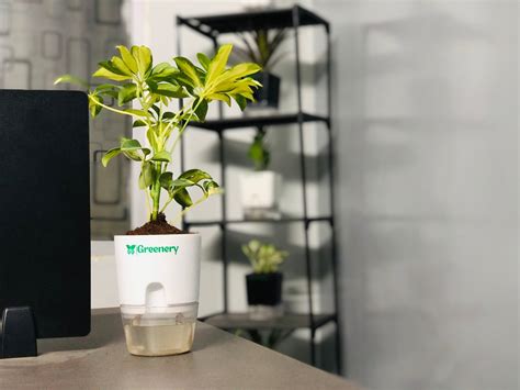 custom schefflera moisture meter|schefflera self watering pot.